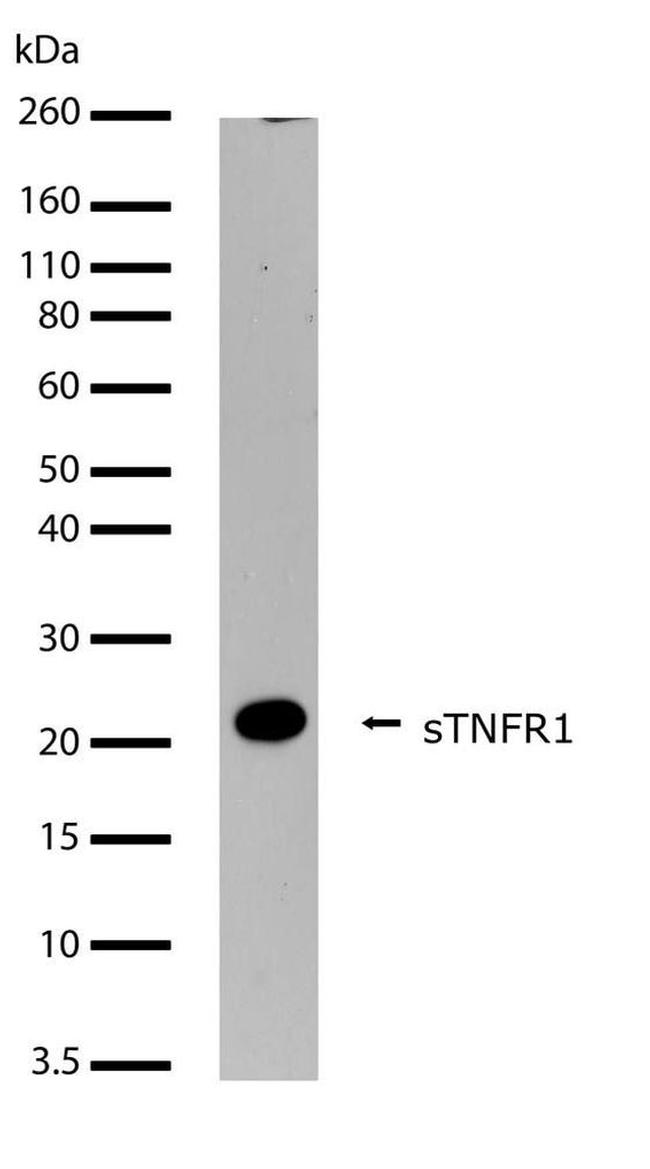 TNFR1 Antibody in Western Blot (WB)