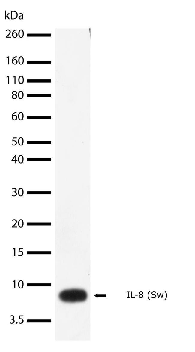 IL-8 (CXCL8) Antibody in Western Blot (WB)