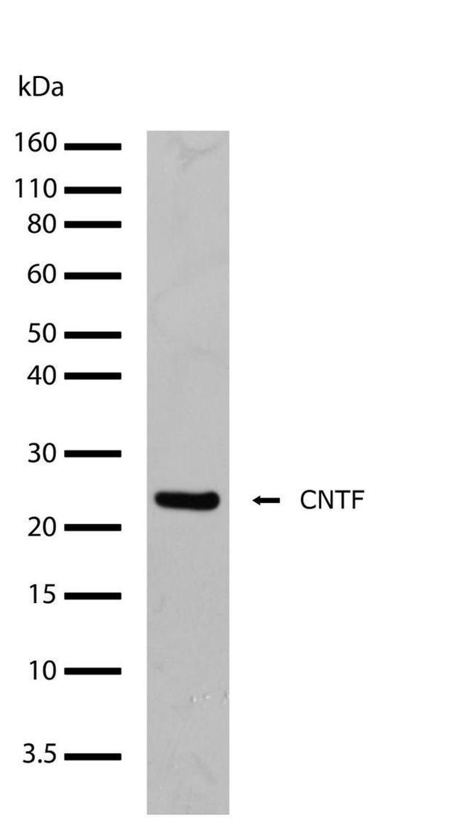 CNTF Antibody in Western Blot (WB)