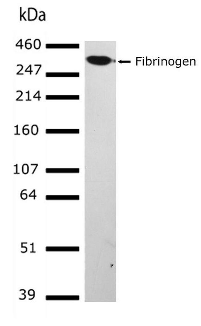 Fibrinogen Antibody in Western Blot (WB)