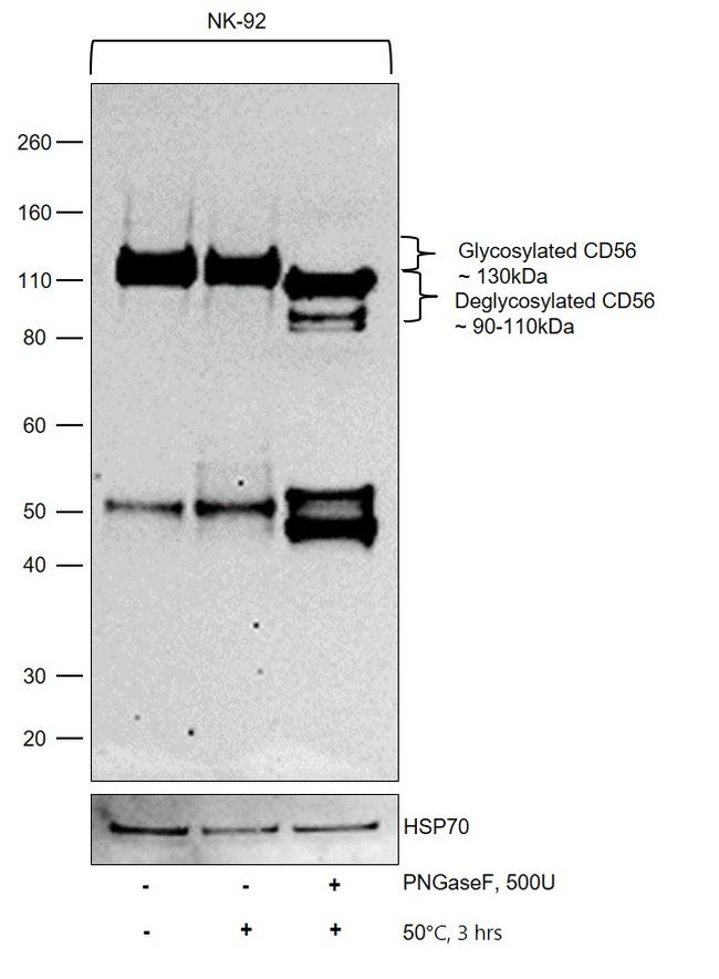 CD56 Antibody in Western Blot (WB)