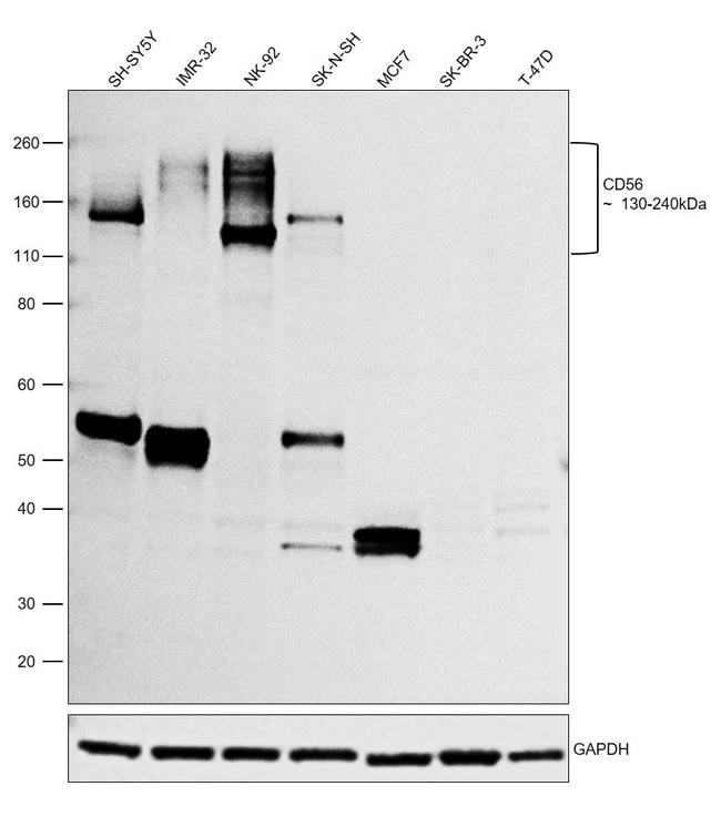 CD56 Antibody in Western Blot (WB)