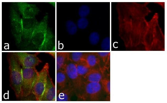 CD56 Antibody in Immunocytochemistry (ICC/IF)