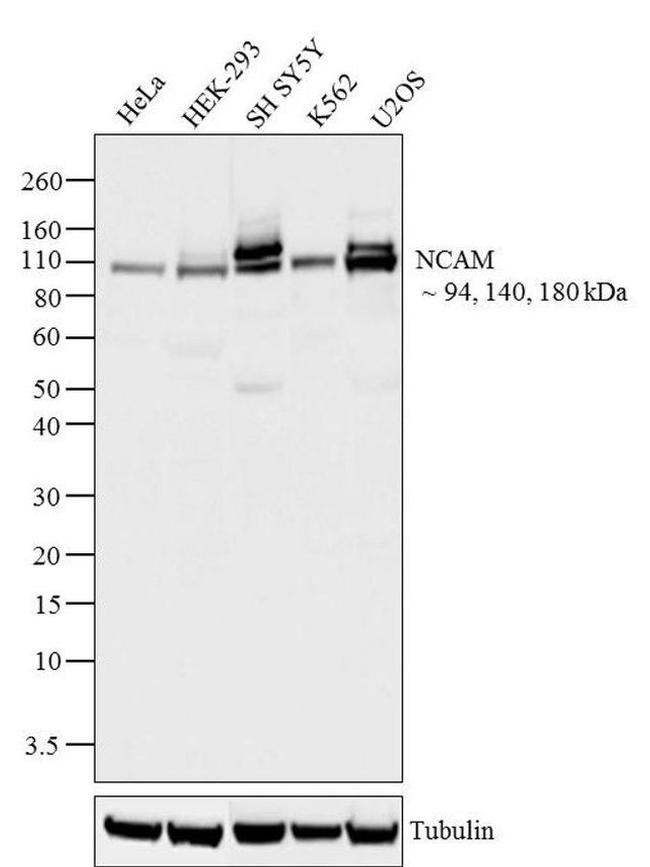 CD56 Antibody in Western Blot (WB)