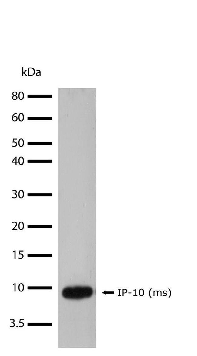 CXCL10 Antibody in Western Blot (WB)