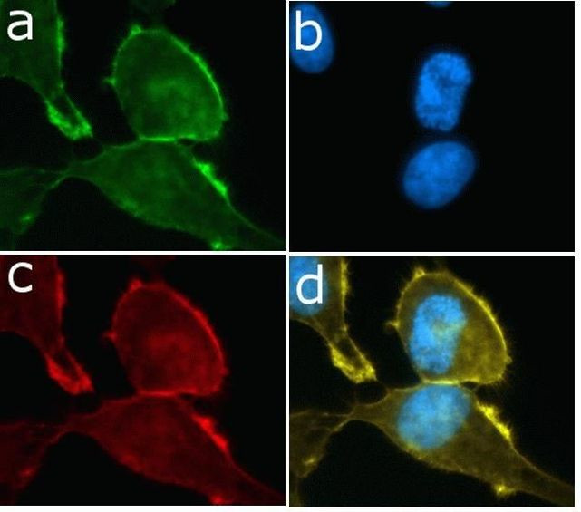 PI3K p85/p55 Antibody in Immunocytochemistry (ICC/IF)