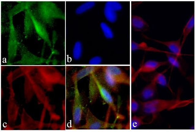 PI3K p85/p55 Antibody in Immunocytochemistry (ICC/IF)