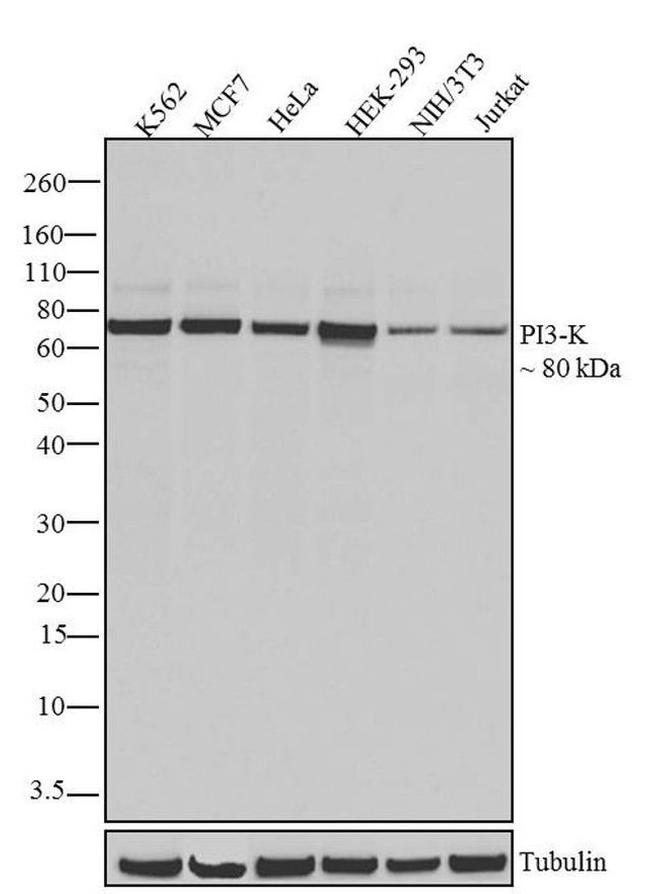 PI3K p85/p55 Antibody in Western Blot (WB)