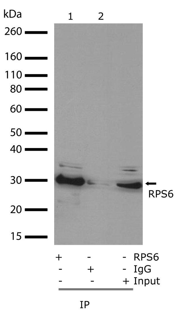 S6 Antibody in Immunoprecipitation (IP)