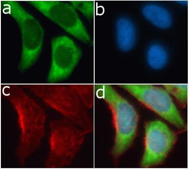 S6 Antibody in Immunocytochemistry (ICC/IF)