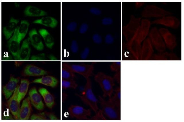 S6 Antibody in Immunocytochemistry (ICC/IF)