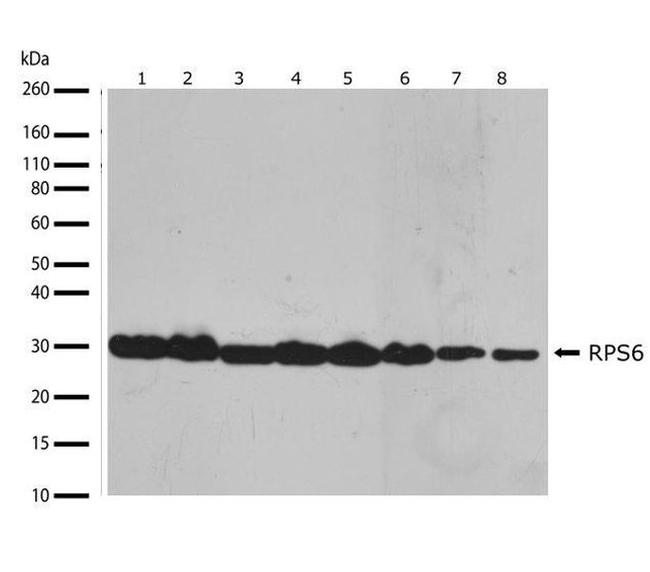 S6 Antibody in Western Blot (WB)