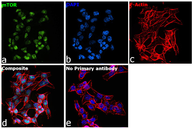 mTOR Antibody in Immunocytochemistry (ICC/IF)