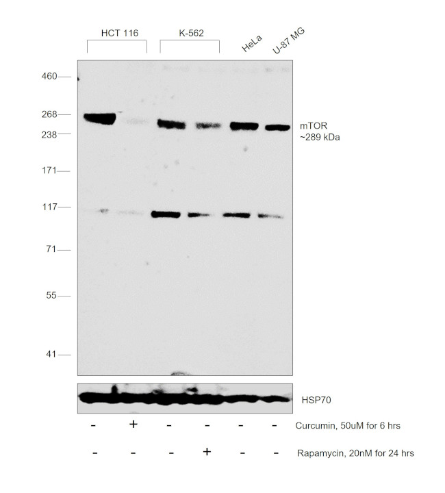 mTOR Antibody in Western Blot (WB)