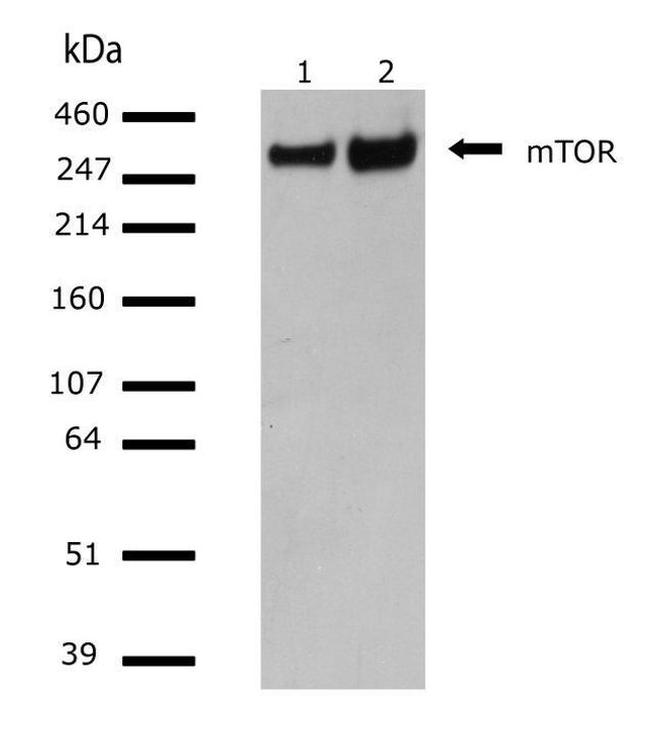 mTOR Antibody in Western Blot (WB)