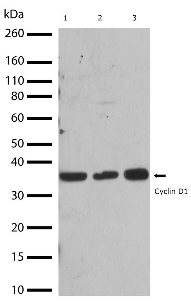 Cyclin D1 Antibody in Western Blot (WB)