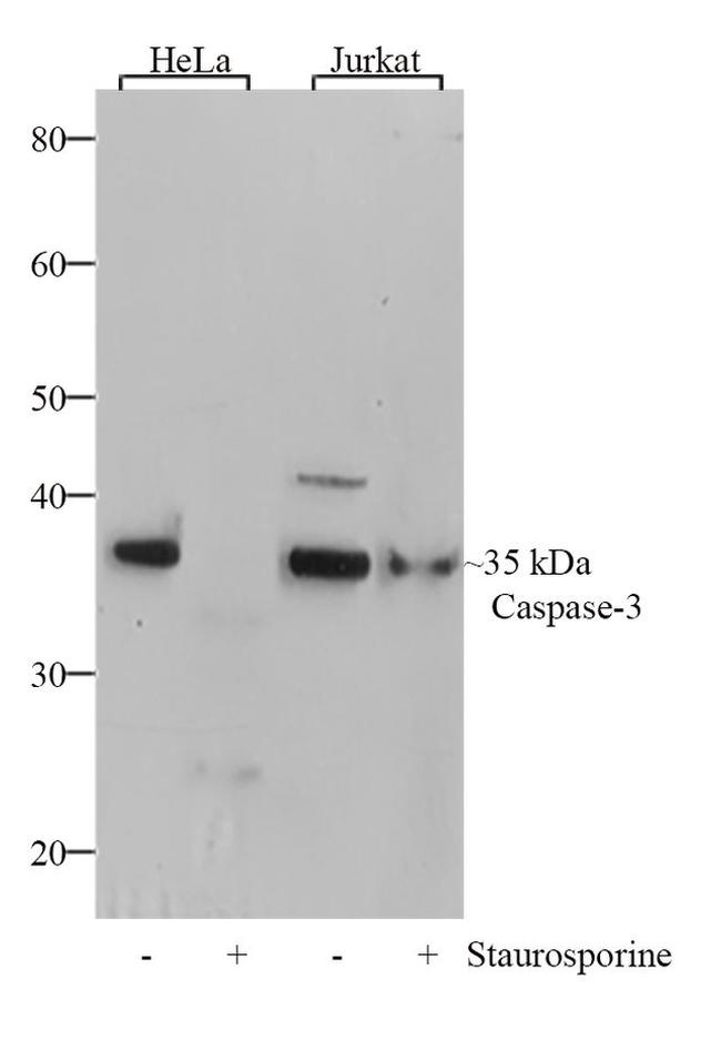 Caspase 3 Antibody in Western Blot (WB)