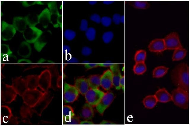 Caspase 3 Antibody in Immunocytochemistry (ICC/IF)