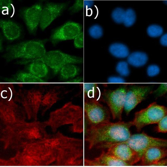 MEK1 Antibody in Immunocytochemistry (ICC/IF)