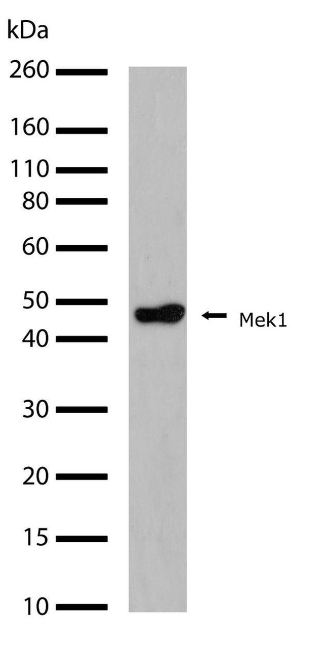 MEK1 Antibody in Western Blot (WB)