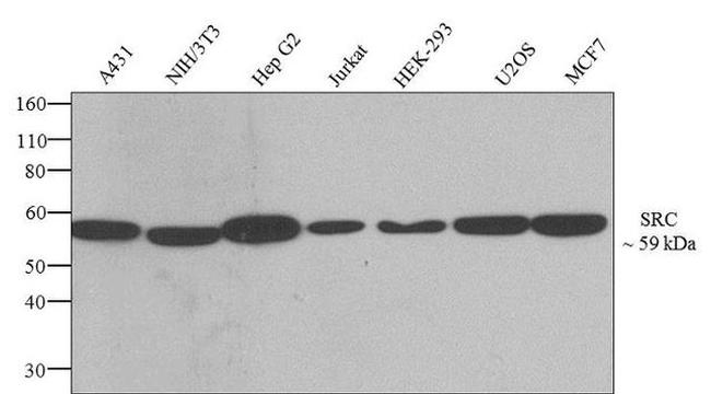 SRC Antibody in Western Blot (WB)