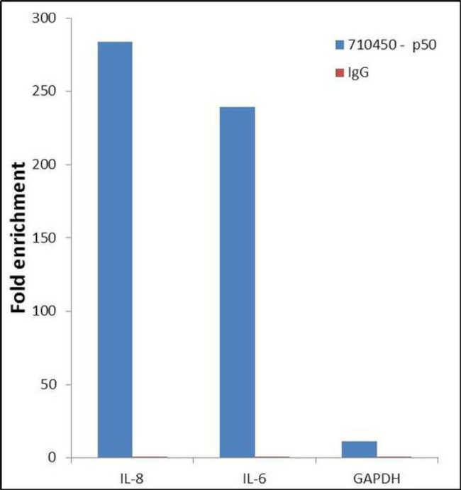 NFkB p50 Antibody in ChIP Assay (ChIP)