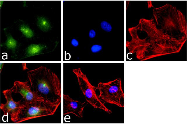 NFkB p50 Antibody in Immunocytochemistry (ICC/IF)