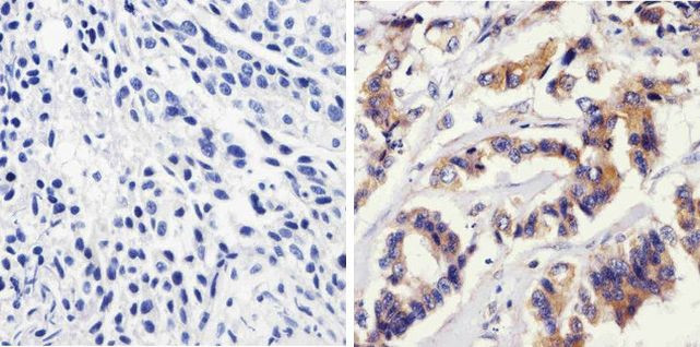 NFkB p50 Antibody in Immunohistochemistry (Paraffin) (IHC (P))