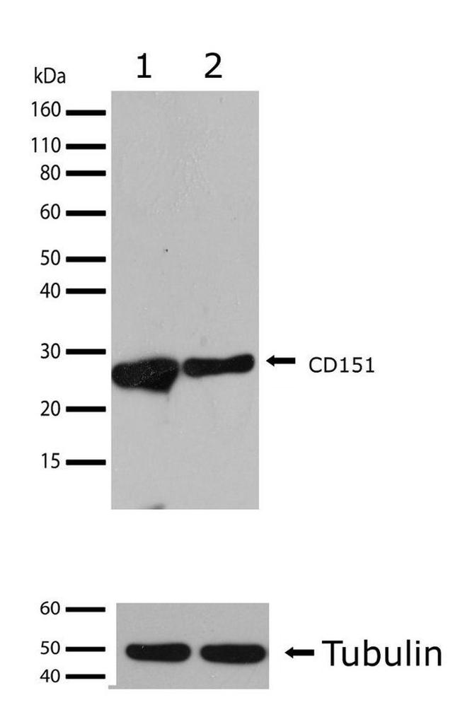 CD151 Antibody in Western Blot (WB)