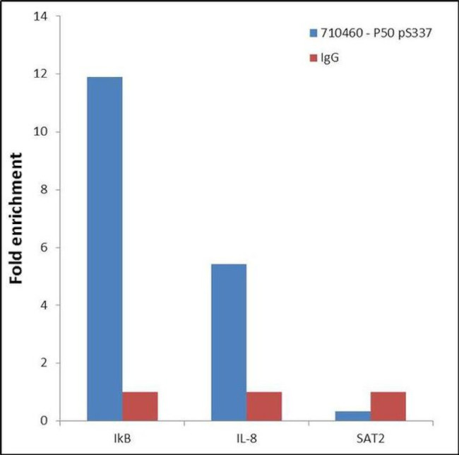 Phospho-NFkB p50 (Ser337) Antibody