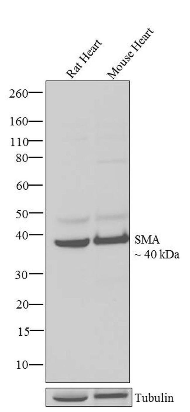 Alpha-Smooth Muscle Actin Antibody in Western Blot (WB)