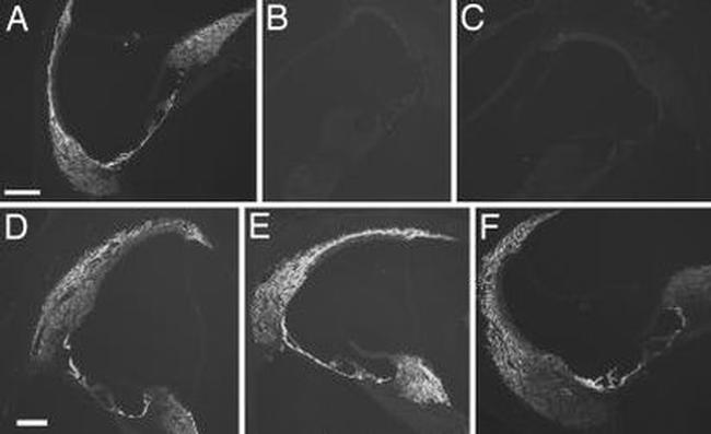 Connexin 26 Antibody in Immunohistochemistry (IHC)