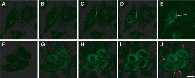 Connexin 26 Antibody in Immunocytochemistry (ICC/IF)