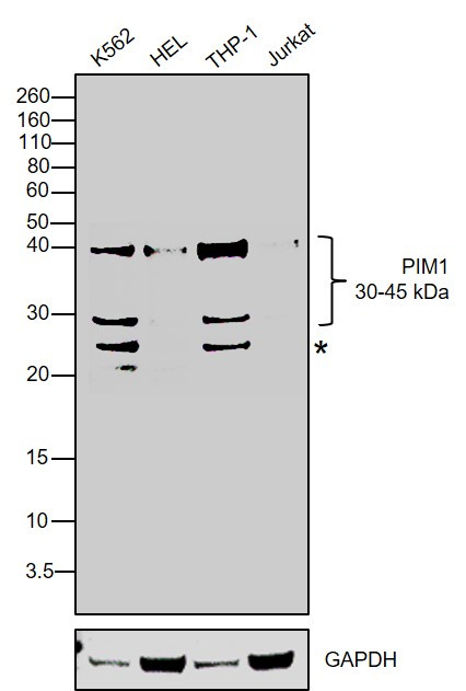 PIM1 Antibody