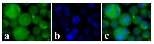 c-Kit Antibody in Immunocytochemistry (ICC/IF)