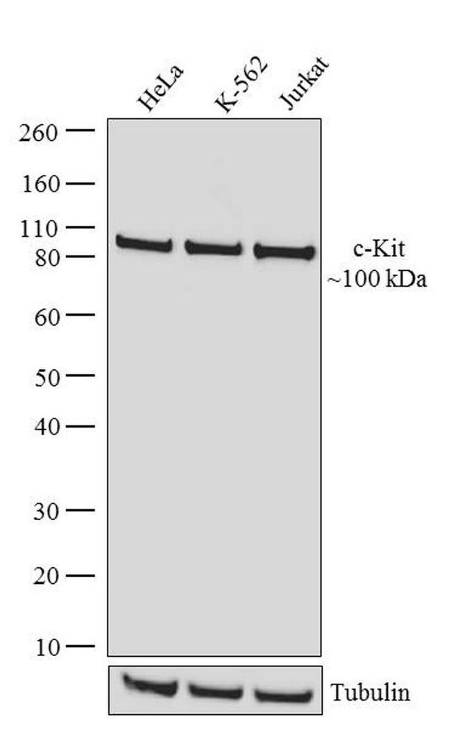 c-Kit Antibody in Western Blot (WB)