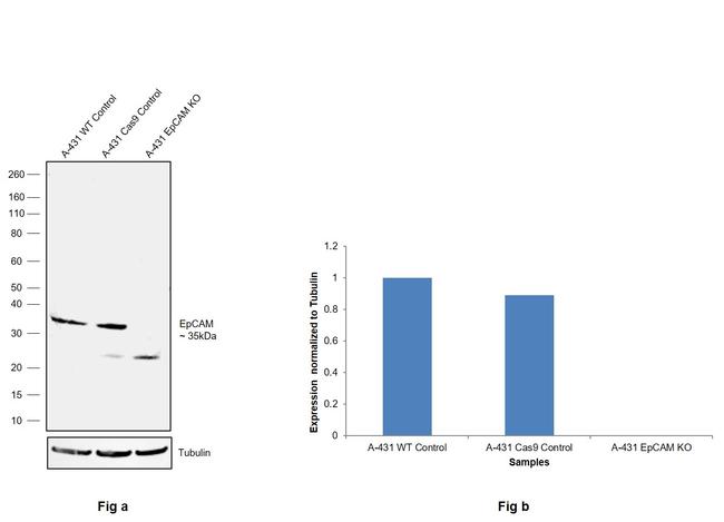 EpCAM Antibody in Western Blot (WB)