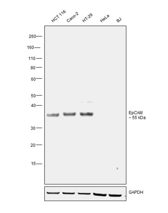 EpCAM Antibody in Western Blot (WB)