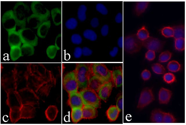 EpCAM Antibody in Immunocytochemistry (ICC/IF)