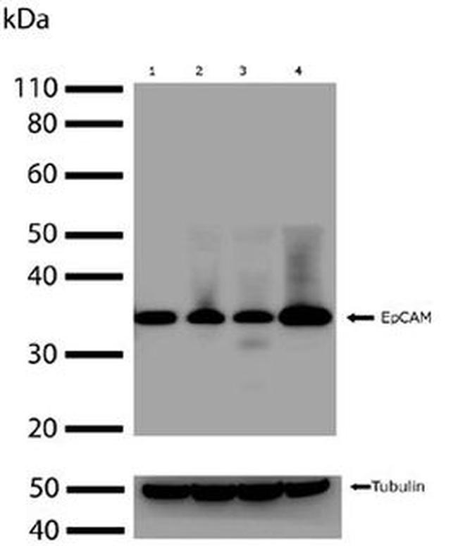 EpCAM Antibody in Western Blot (WB)