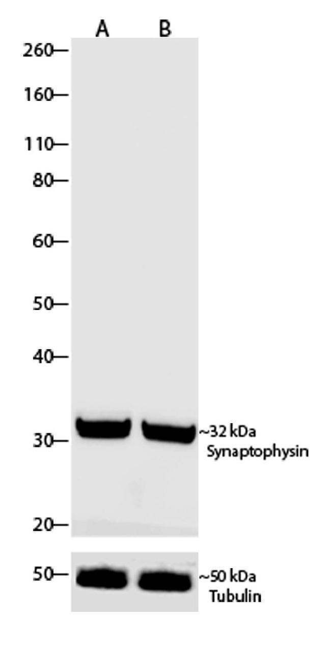 Synaptophysin Antibody in Western Blot (WB)