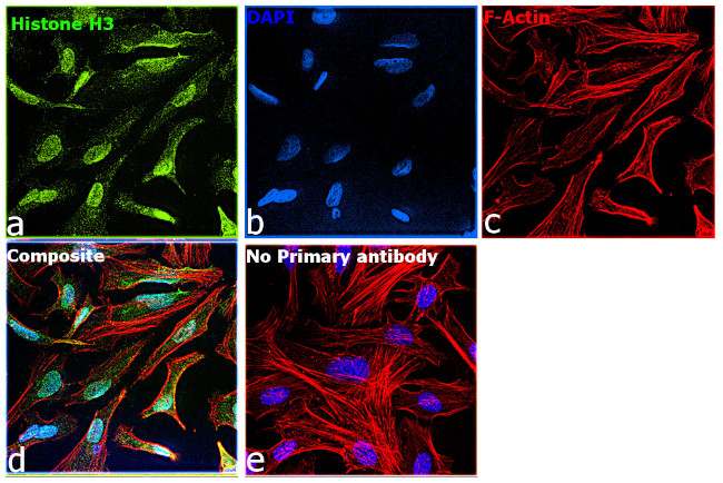 Histone H3 Antibody in Immunocytochemistry (ICC/IF)