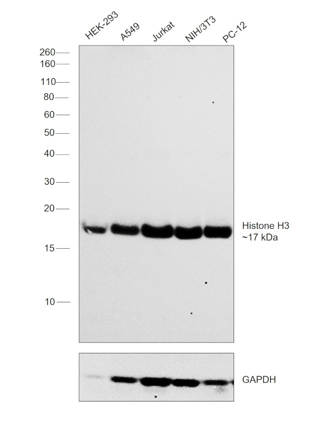 Histone H3 Antibody in Western Blot (WB)