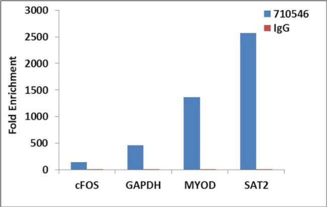 Histone H3 Antibody in ChIP Assay (ChIP)