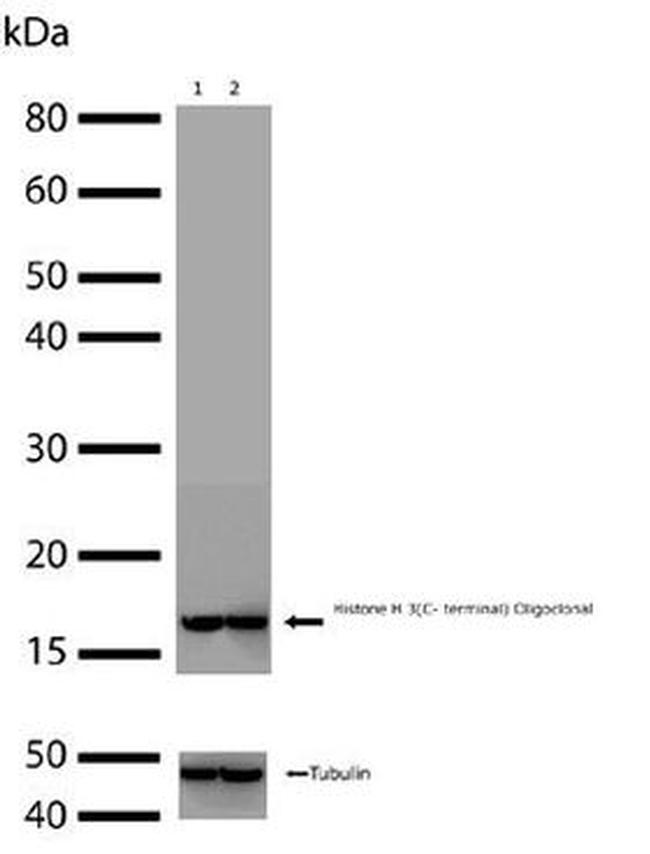 Histone H3 Antibody in Western Blot (WB)