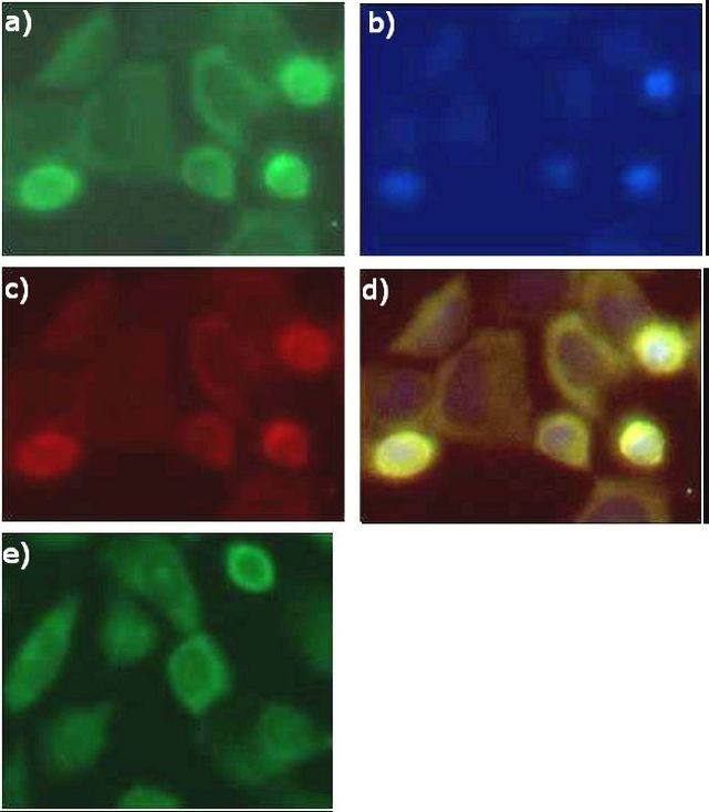 Nrf2 Antibody in Immunocytochemistry (ICC/IF)