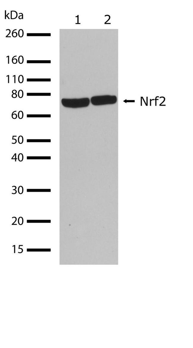 Nrf2 Antibody in Western Blot (WB)