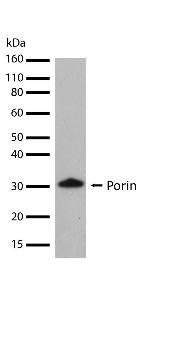 VDAC Antibody in Western Blot (WB)