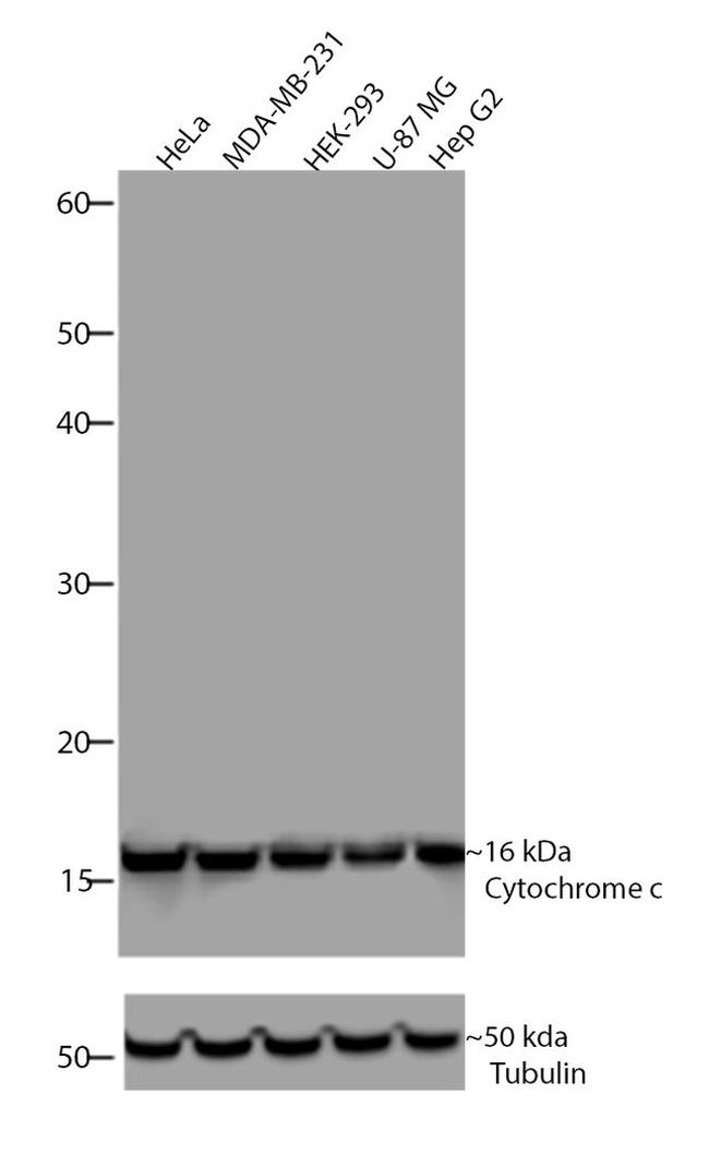 Cytochrome C Antibody in Western Blot (WB)