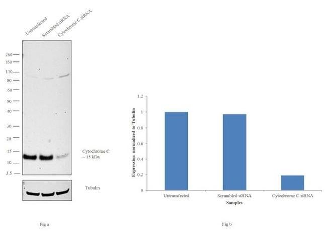 Cytochrome C Antibody in Western Blot (WB)